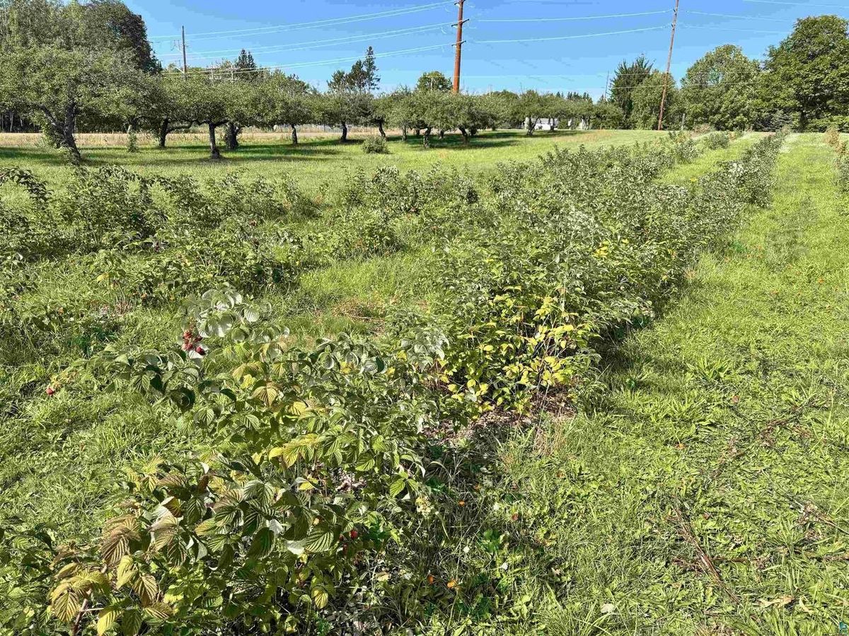 Raspberry canes in the foreground, with the apple orchard behind.