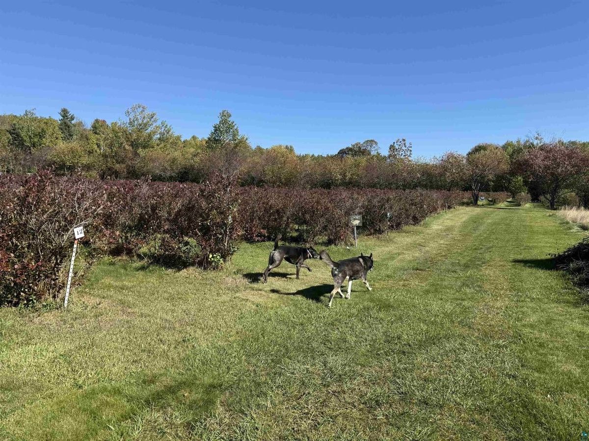 Two dogs trotting down a mown lane between blueberry rows.