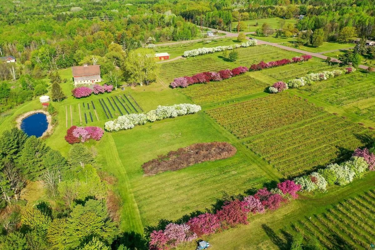 Aerial view of the fruit rows, the pond, and the blossoming crabapples in spring.